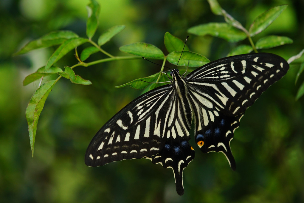 夏の訪蝶（ナミゲハ夏型・♀）。