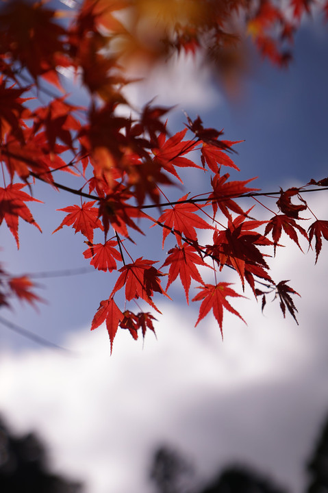 紅葉 at 雲辺寺
