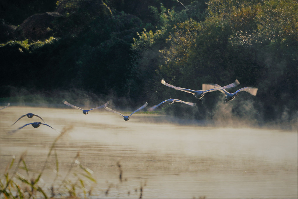 朝の川で飛ぶ白鳥