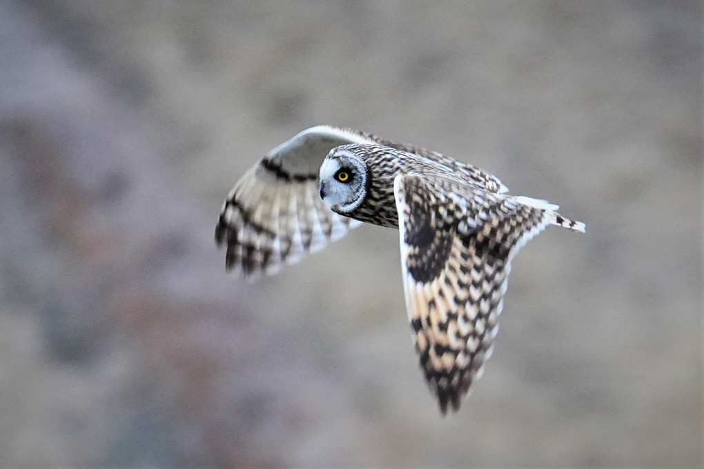 コミミズクの飛翔