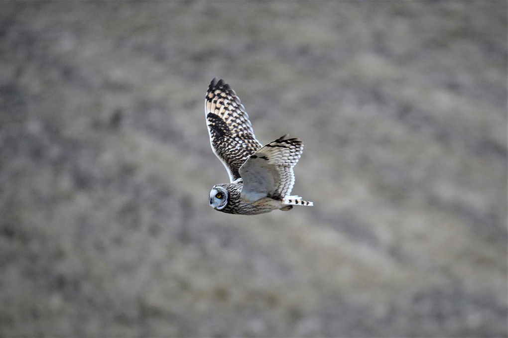 コミミズクの飛翔