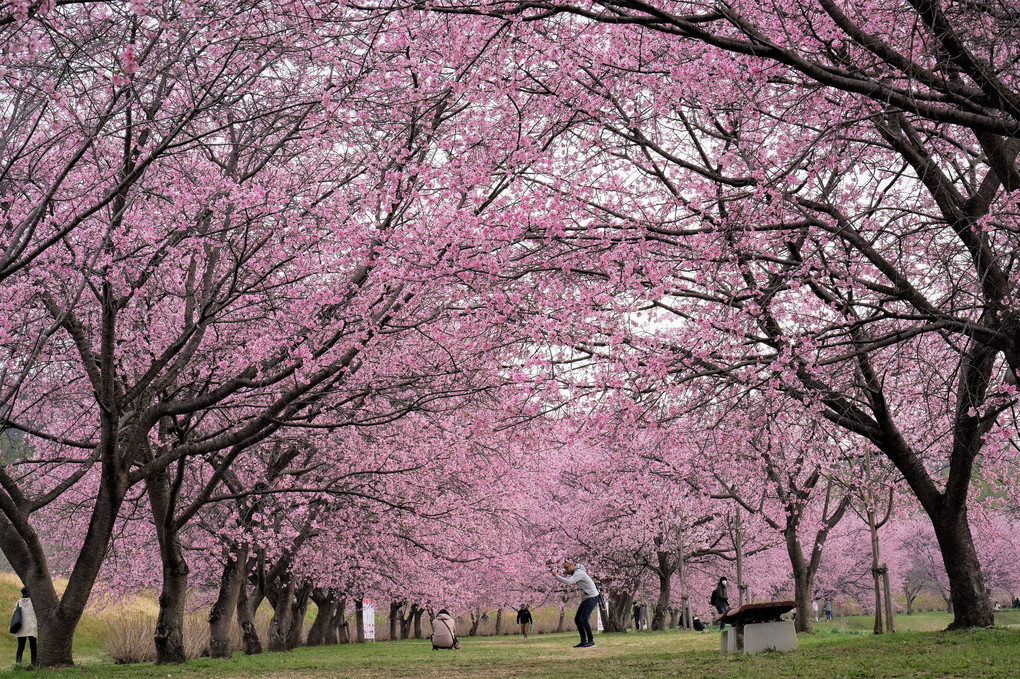 桜の時期がきてますね