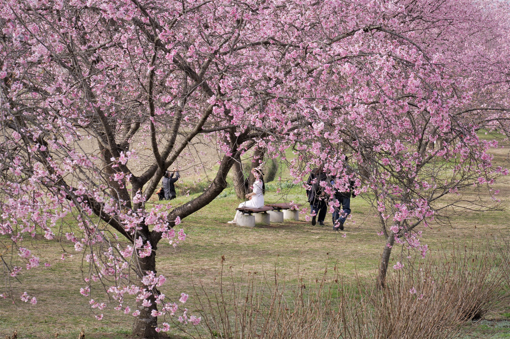 桜の時期がきてますね