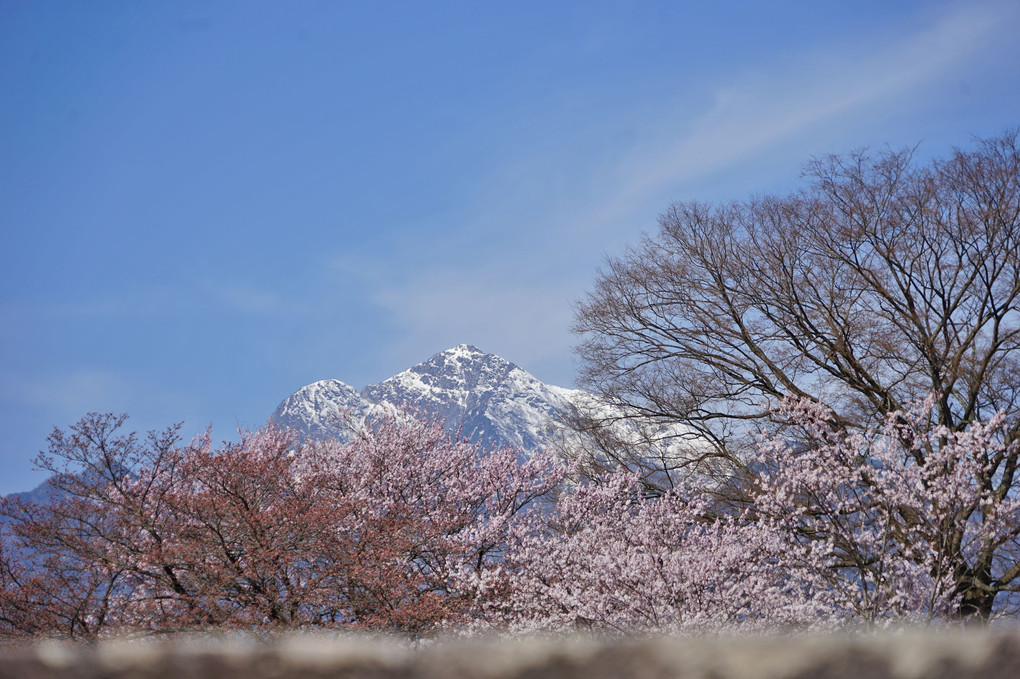 桜と山並み