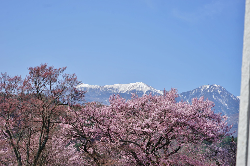 桜と山並み