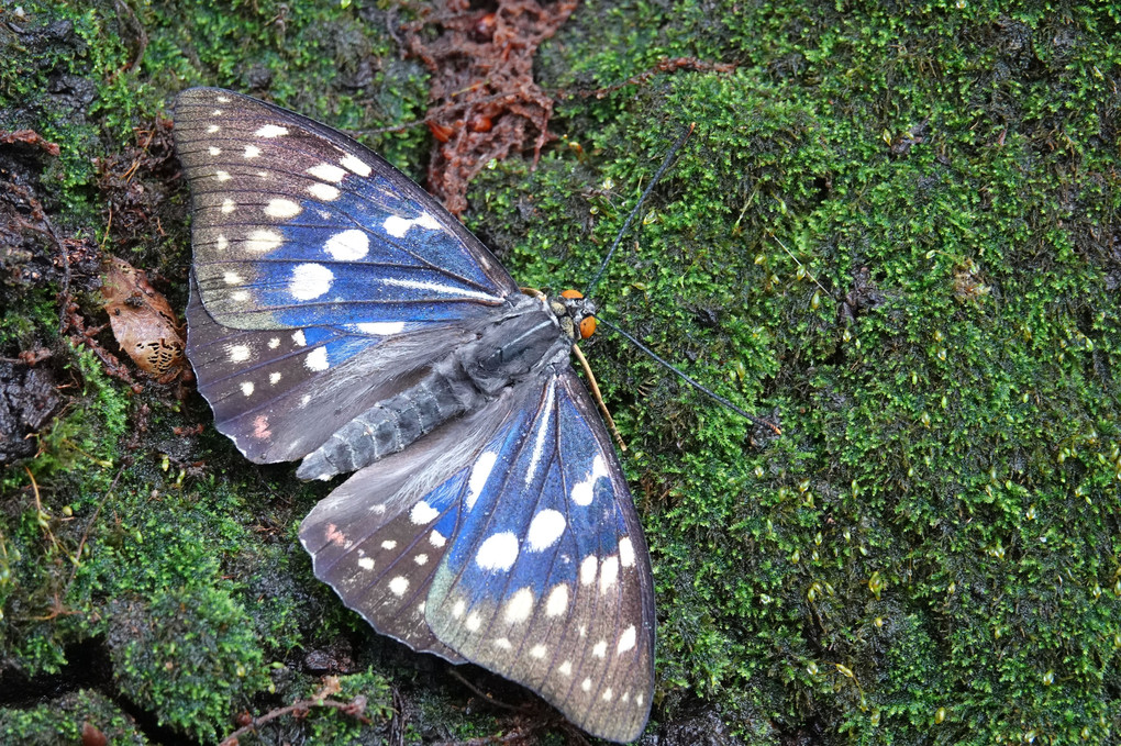 オオムラサキの放蝶