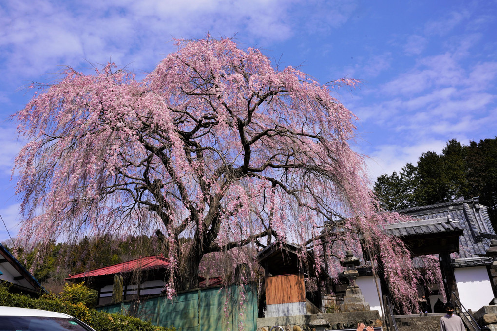 お寺の枝垂れ桜