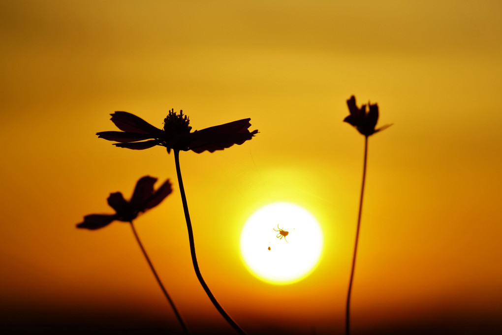 夕陽と秋桜