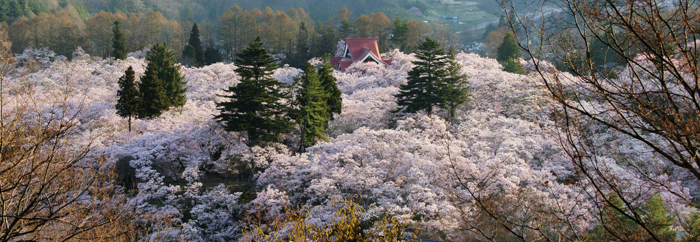 高遠城跡桜21-03（長野）