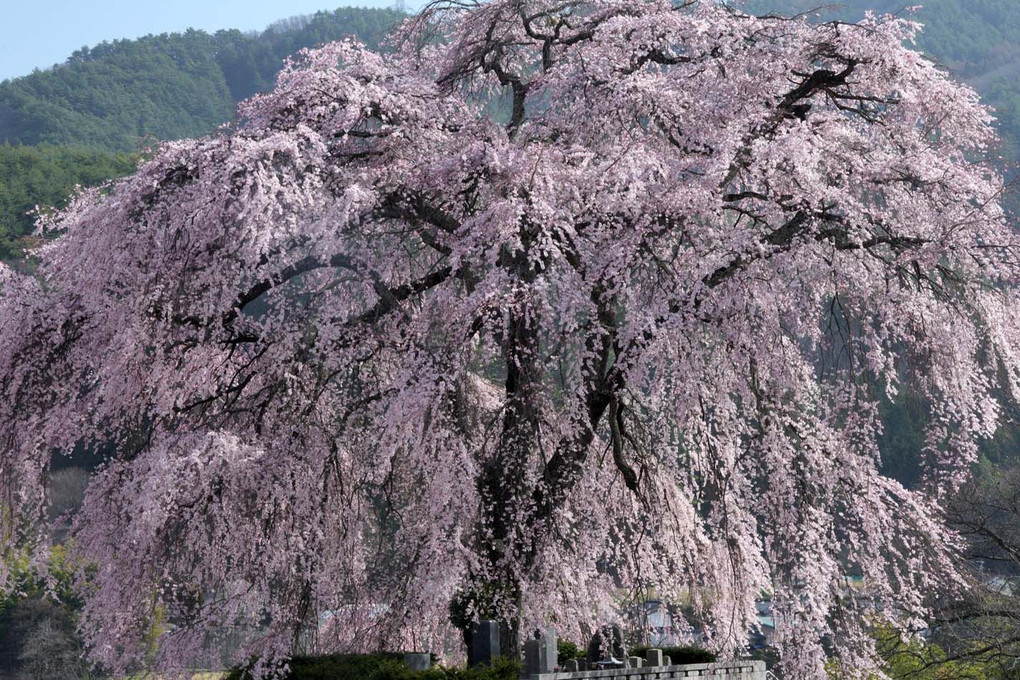 山の上の枝垂れ桜α23-01（長野）