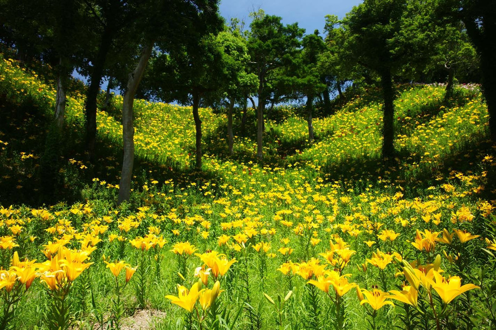 可睡ゆりの園18-18（静岡）