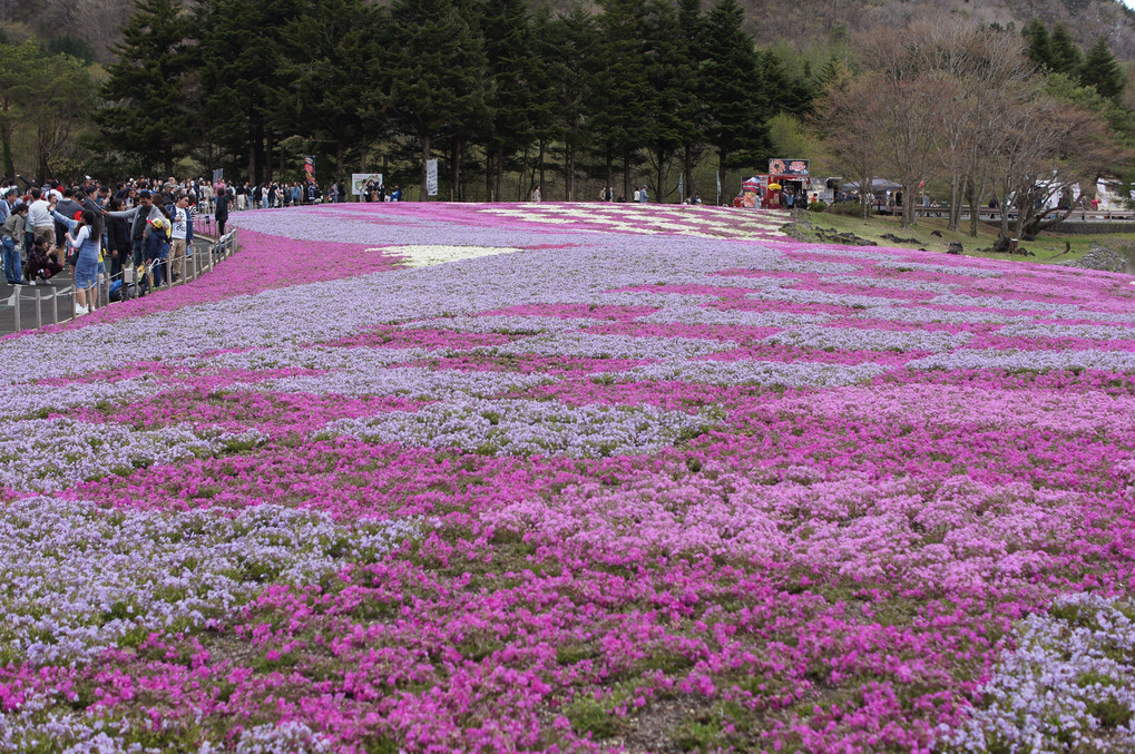 富士山、本栖湖の芝桜