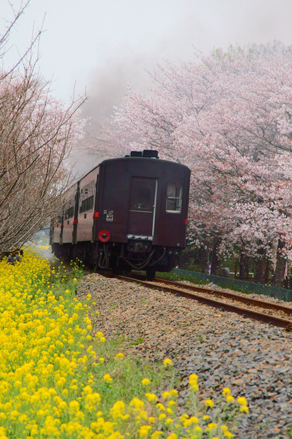 菜の花・桜、春爛漫のＳＬ真岡鉄道
