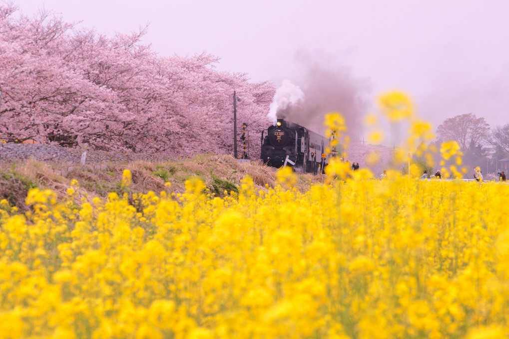 菜の花・桜色ＳＬ #真岡鐵道#