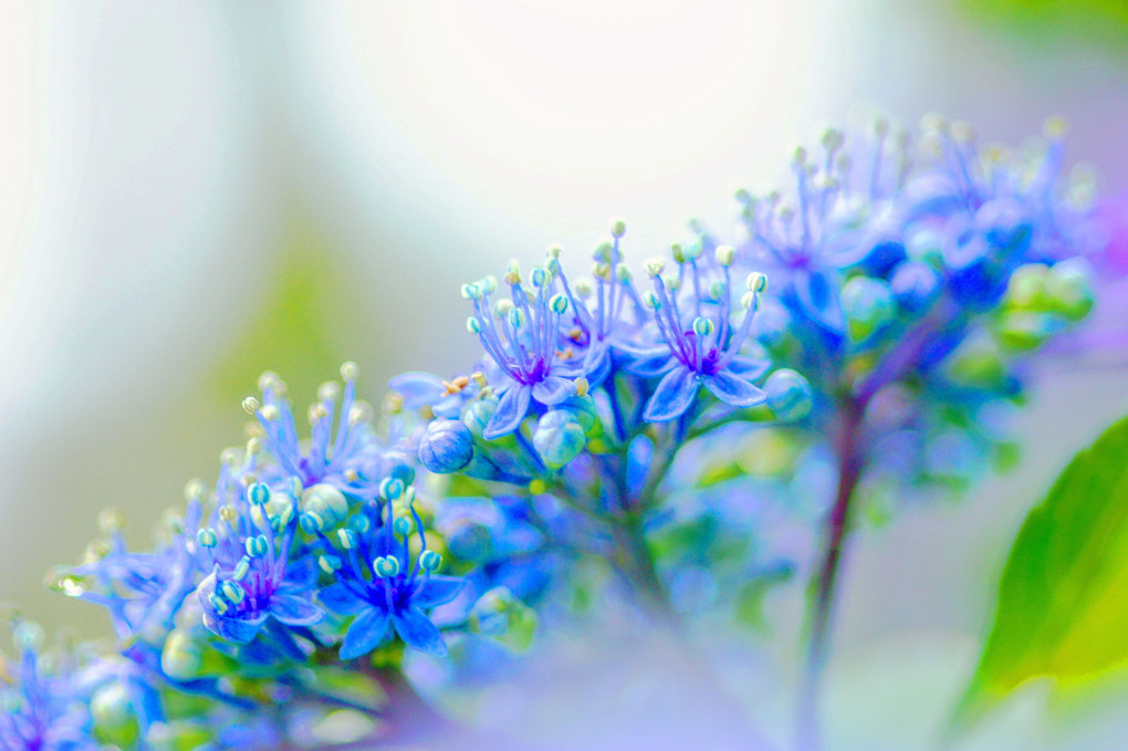 梅雨を楽しむ！　小さな王冠・紫陽花