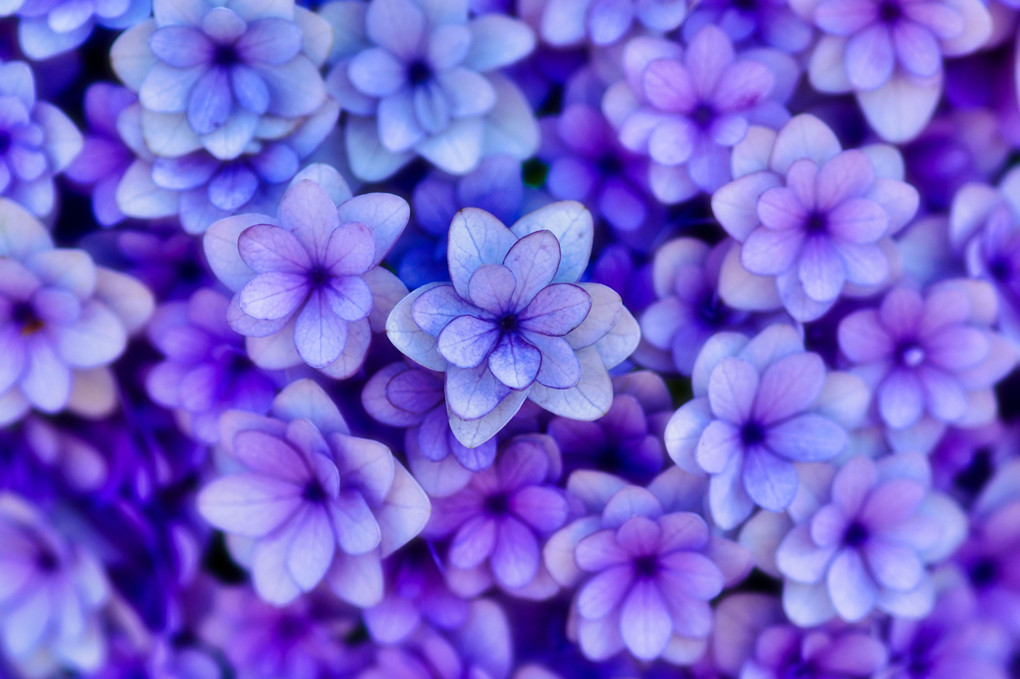 かわいい！　紫陽花