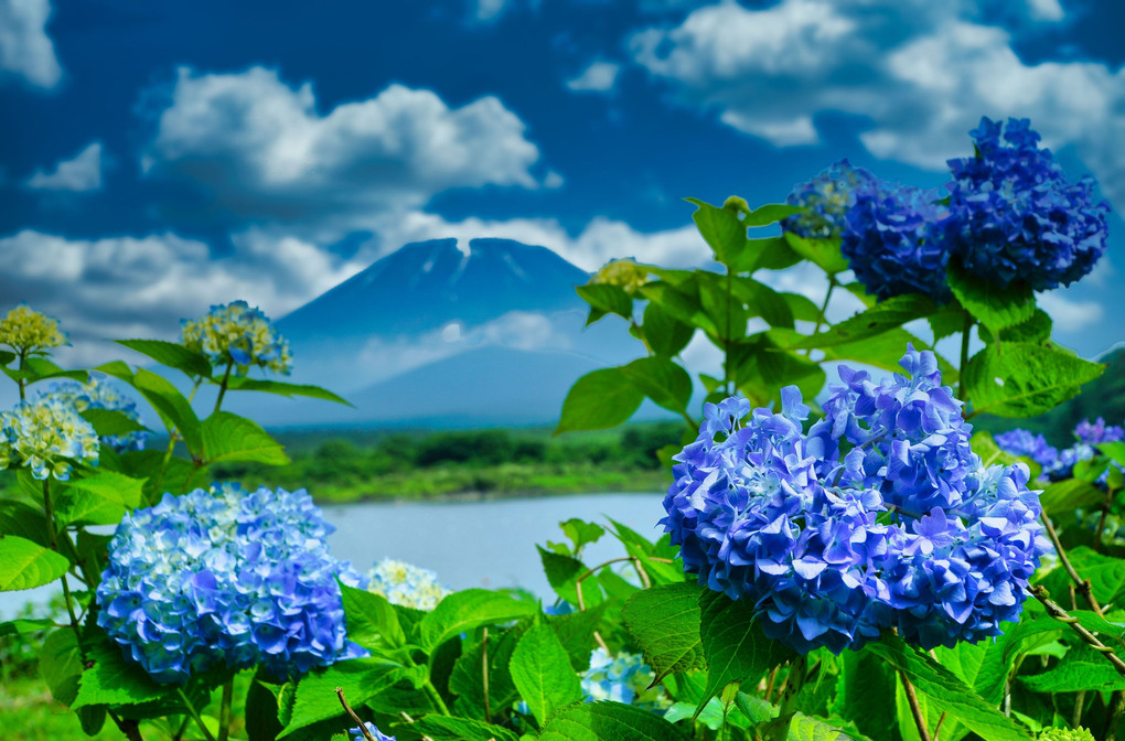 紫陽花と富士山＠精進湖