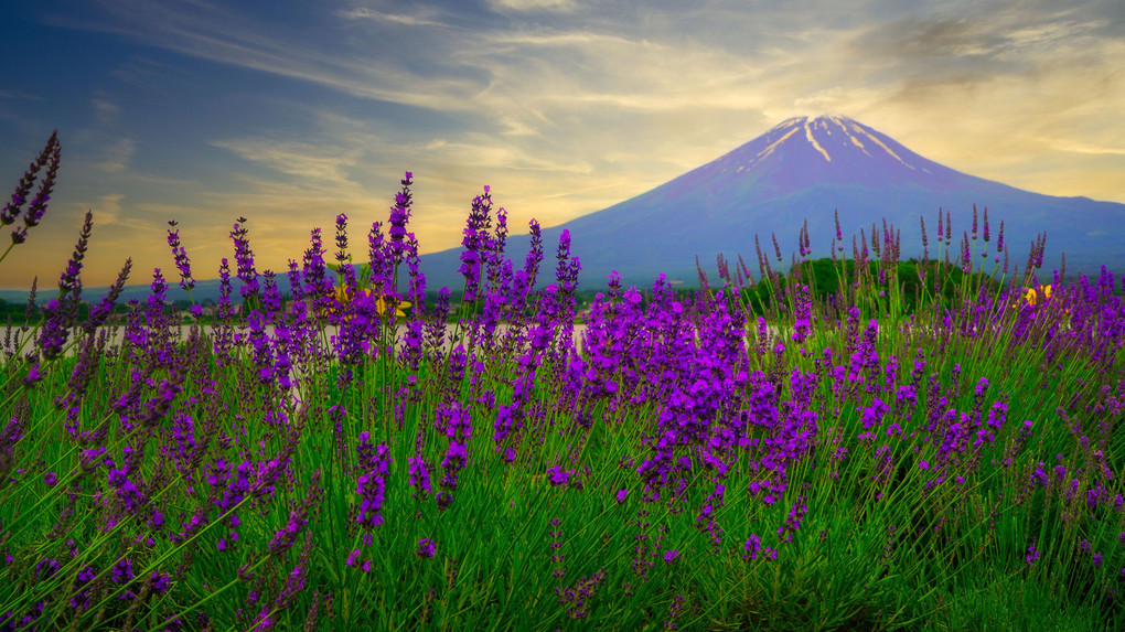 ラベンダー富士山　河口湖・大石公園