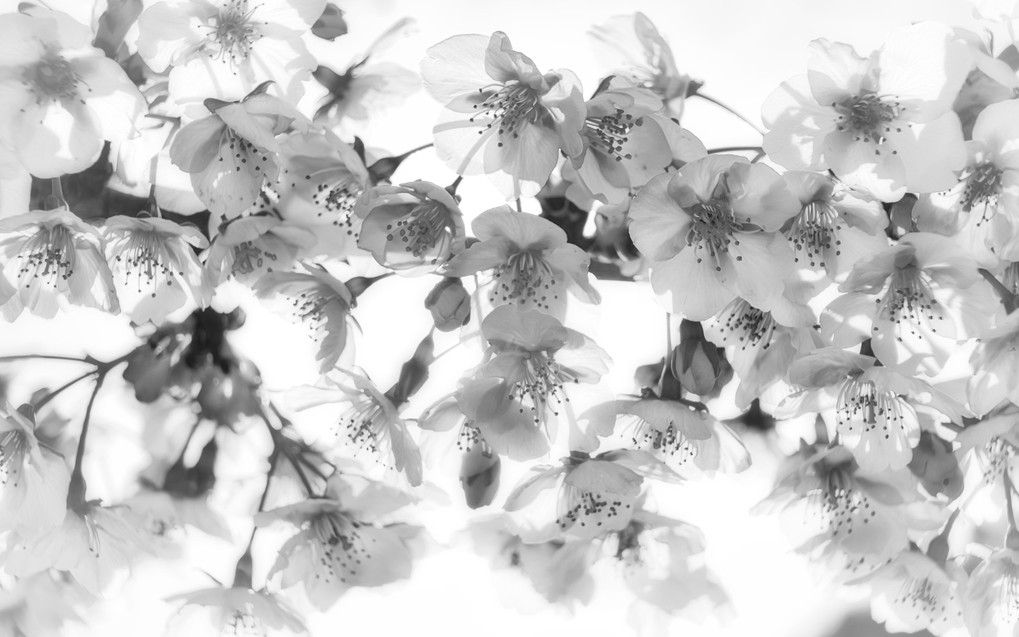 咲き乱れる河津桜＠アート表現
