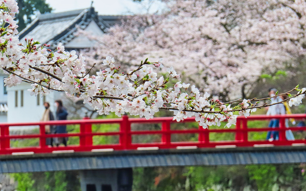 桜の枝ぶりと朱色の学橋＠小田原城址公園