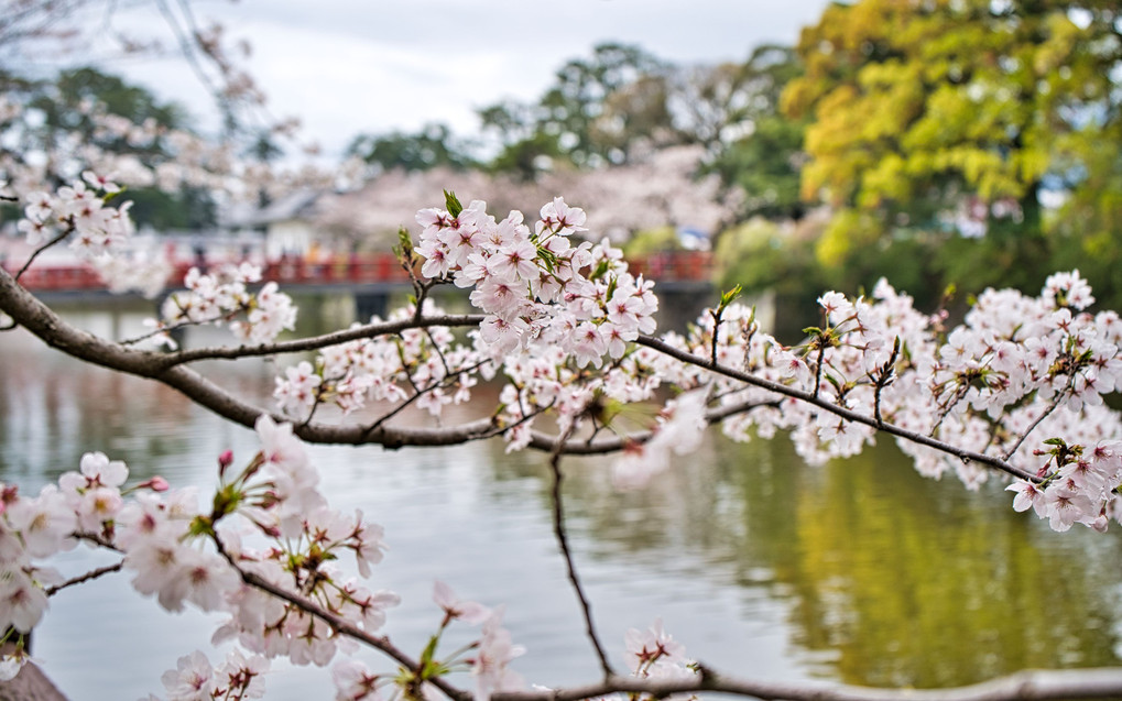 桜の枝ぶりと朱色の学橋＠小田原城址公園