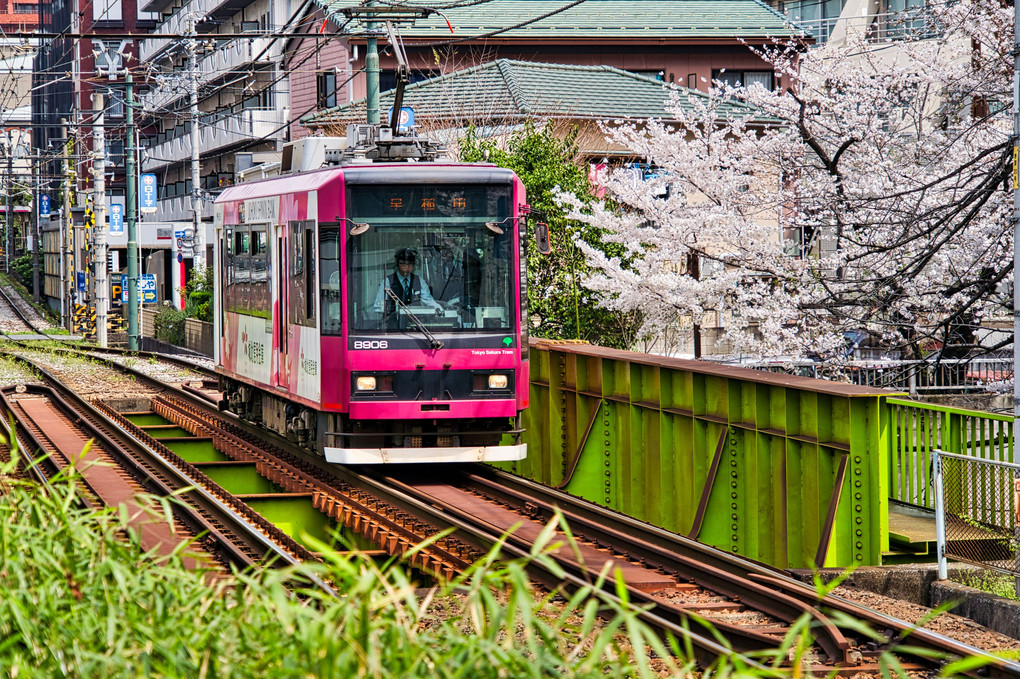 桜と東京さくらトラム＠学習院下・高戸橋