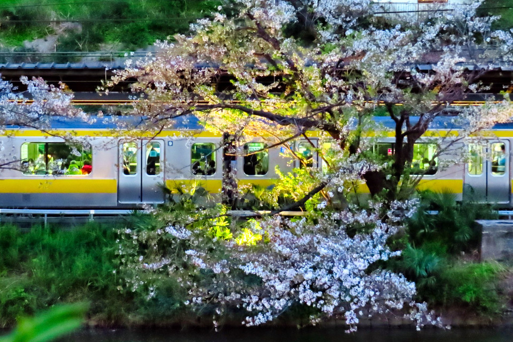 幻想的な夜桜/中央線飯田橋＠アート表現