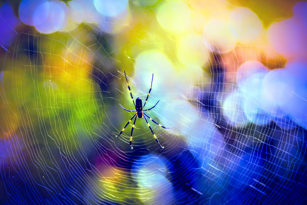 spiderweb・煌めく蜘蛛の巣