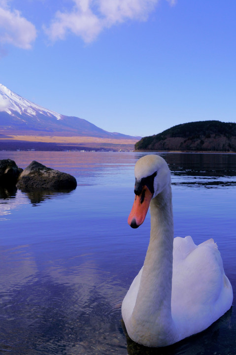 山中湖からの富士山 冬景色