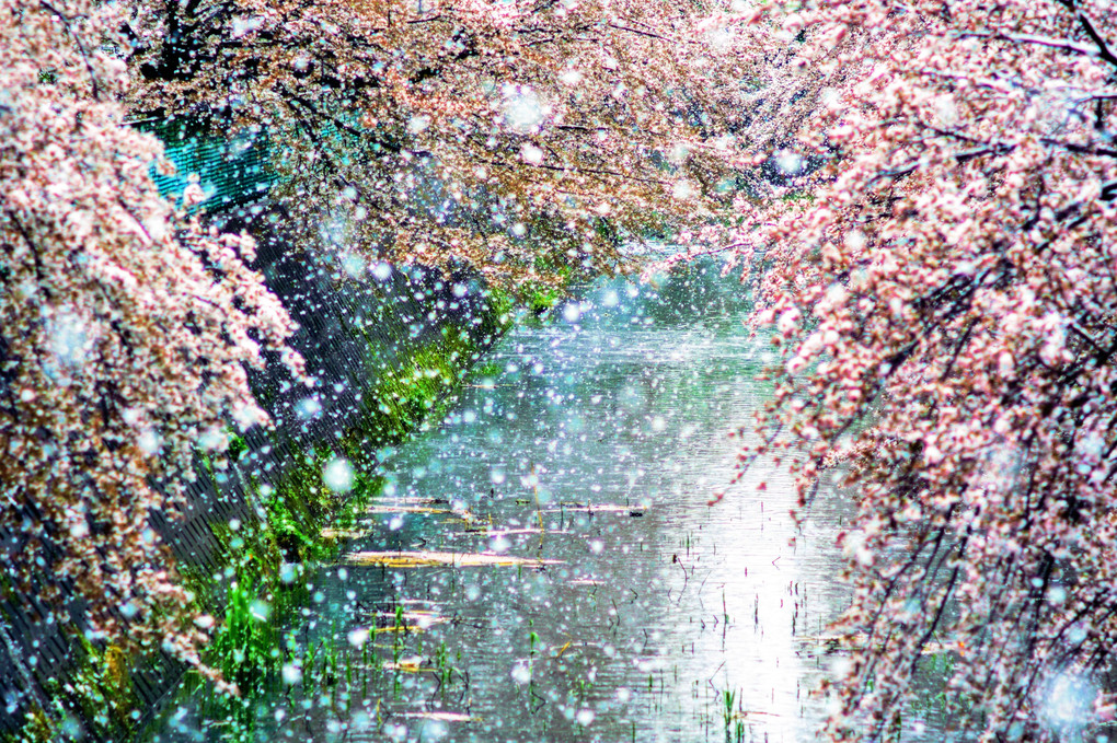 アート・春の嵐　雪桜