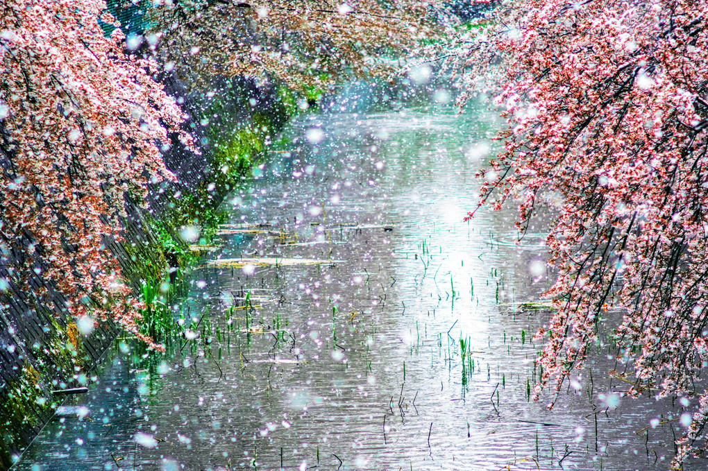 アート・春の嵐　雪桜