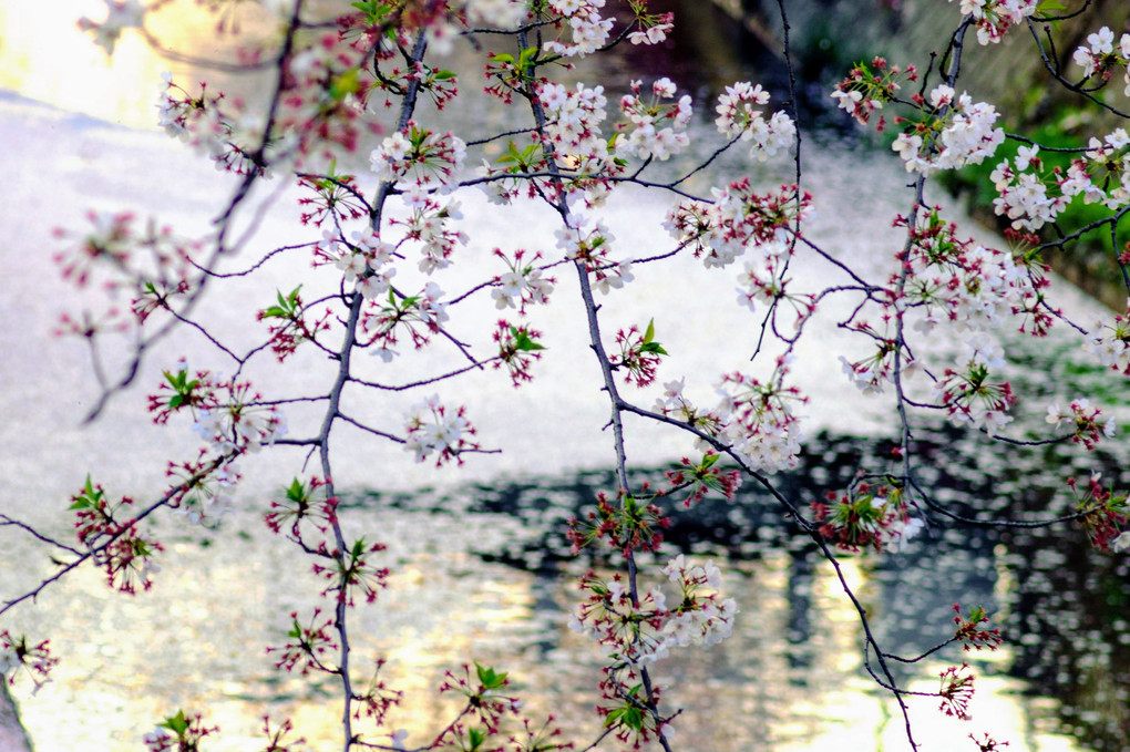 散り桜・散っても美しい
