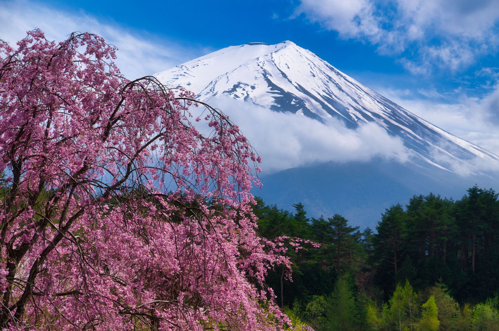 富士山と桜・河口湖  【STAY HOME】