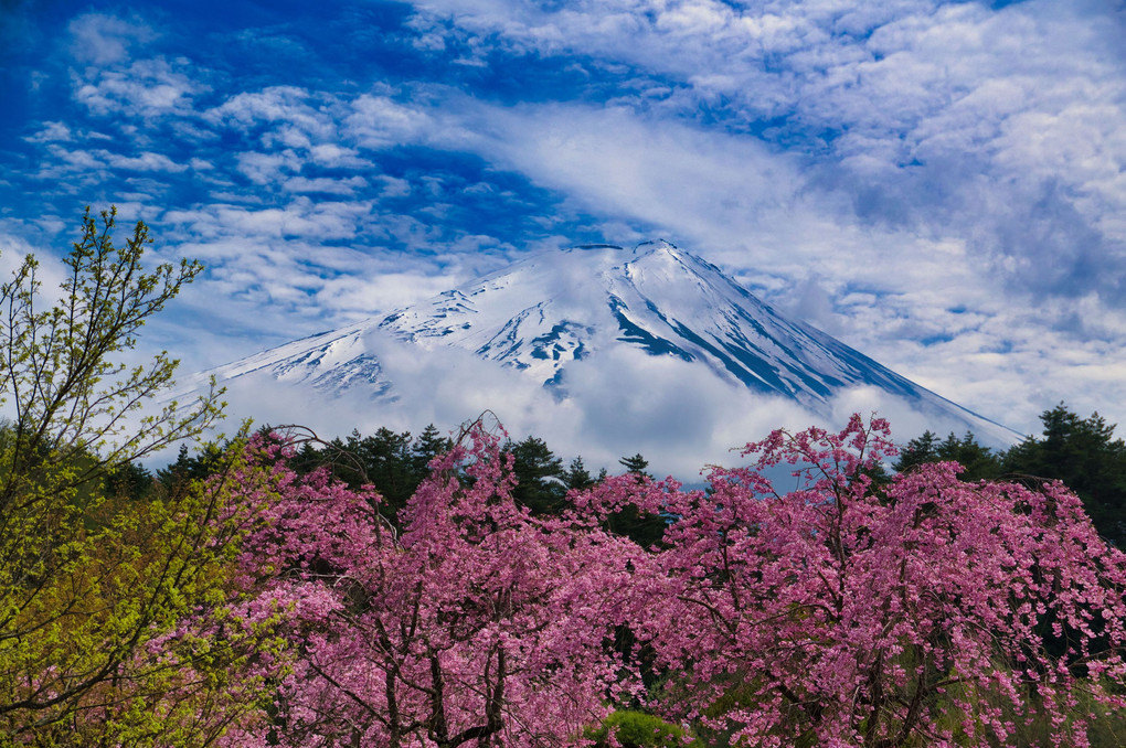 富士山と桜・河口湖  【STAY HOME】