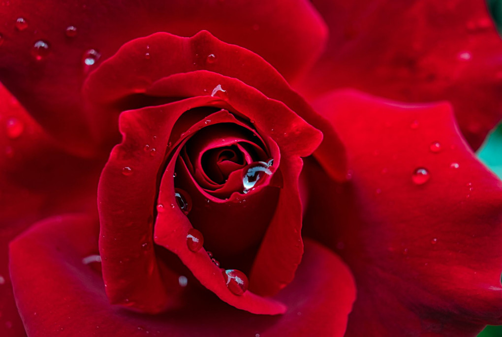 真紅の薔薇と雨粒＠大塚バラまつり
