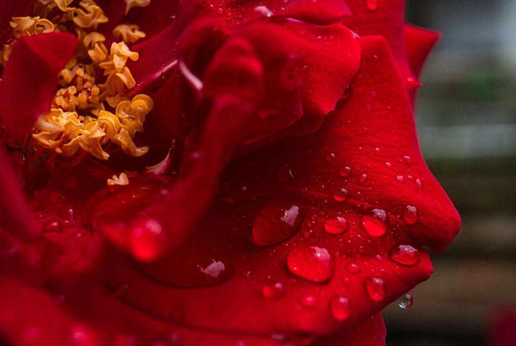 真紅の薔薇と雨粒＠大塚バラまつり