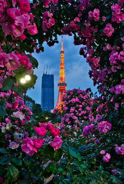 薔薇のアーチ・輝く東京タワー＠芝公園