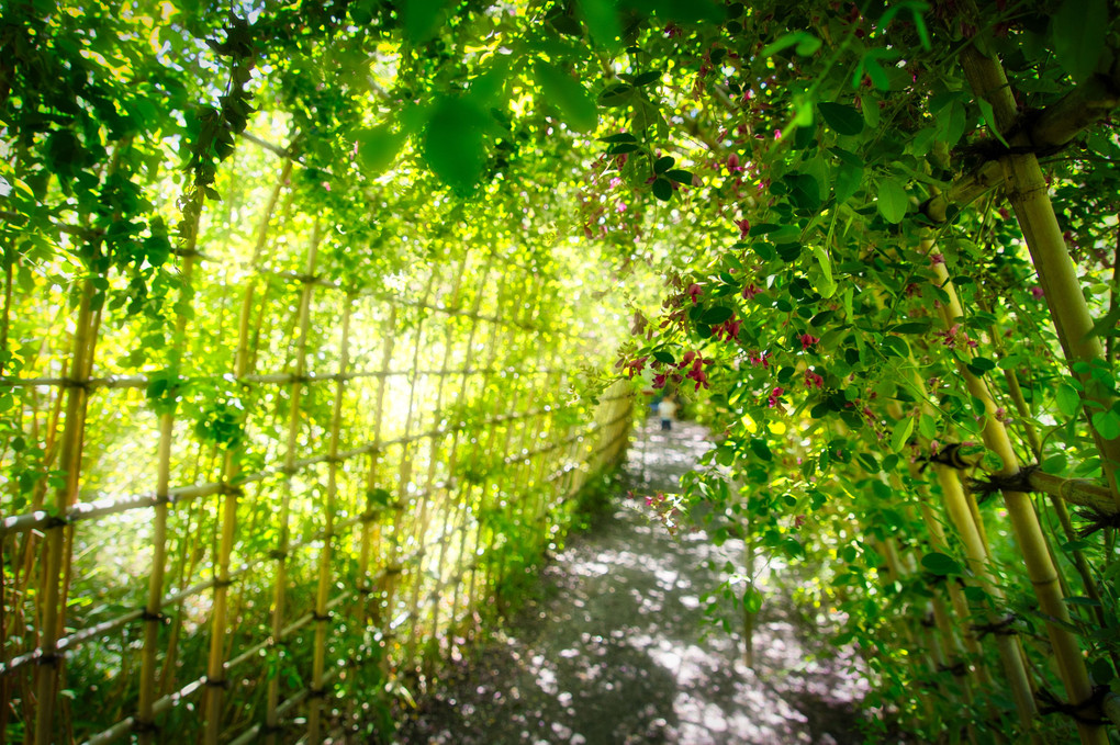 ちいさい秋・萩「胡枝花洞」向島百花園「萩のトンネル」