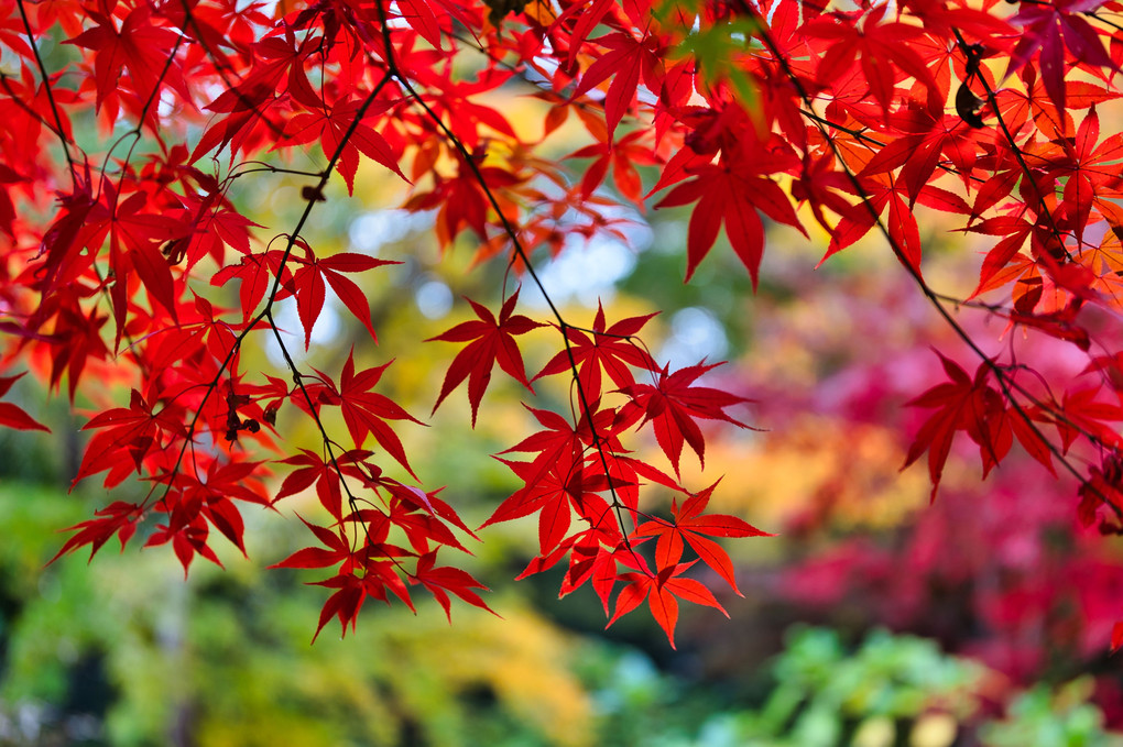 紅葉・華やかに輝く紅葉