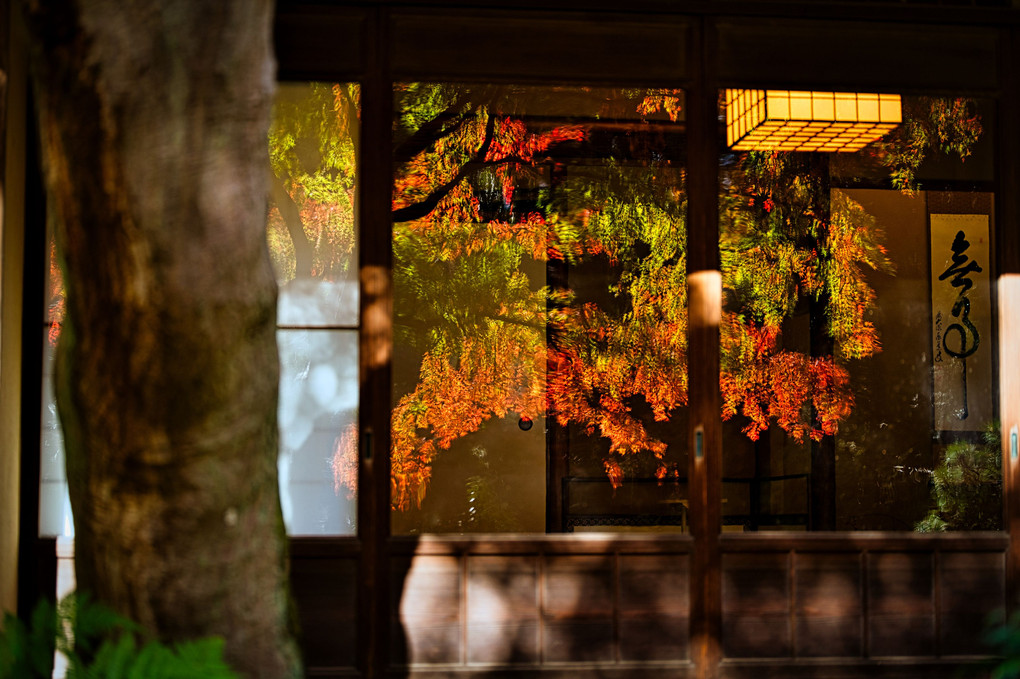 茶室に写る紅葉/松と紅葉＠東京都庭園美術館