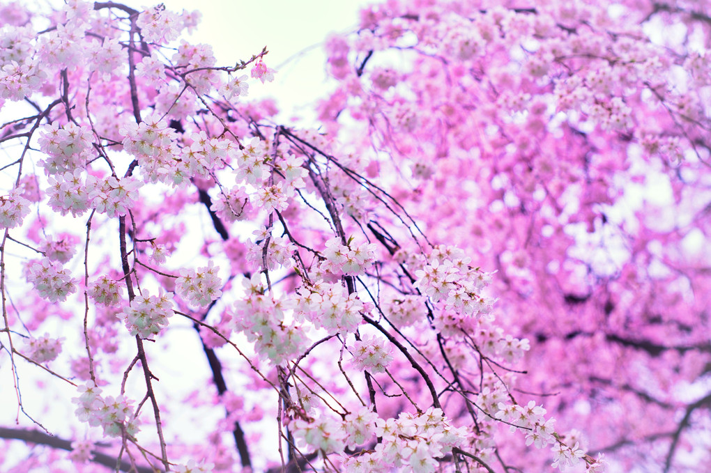 雨の六義園・しだれ桜＠感動表現・桜色カラーシフト