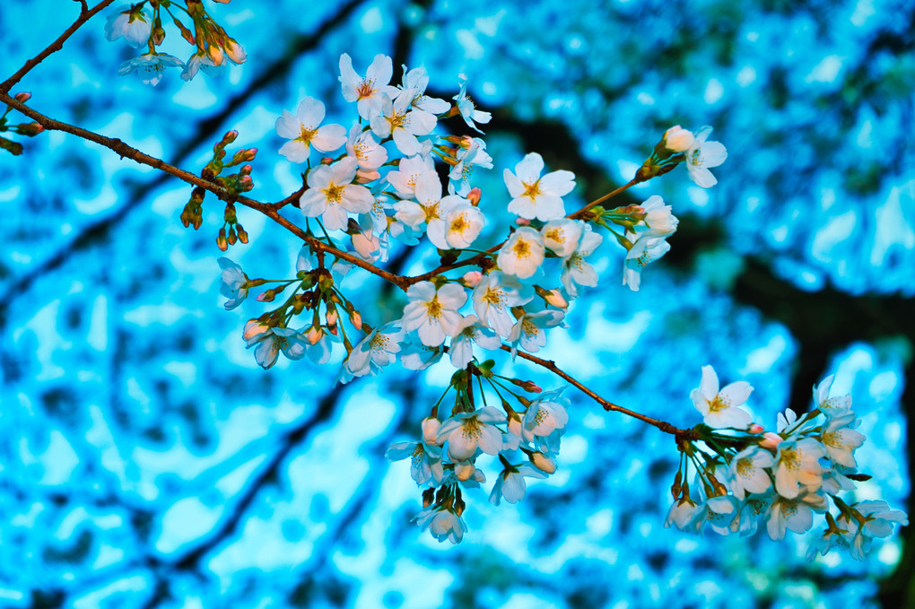 咲き始めた純白の桜・染井吉野＠新宿御苑/青空カラーシフト