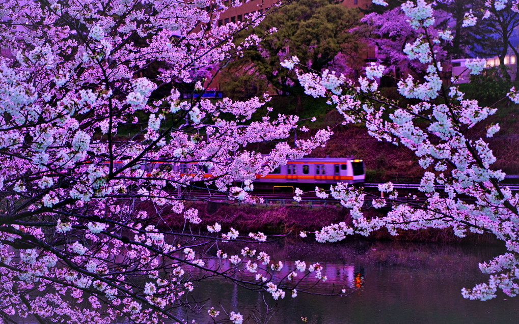 雨の夜桜・JR中央線＠飯田橋/桜色カラーシフト
