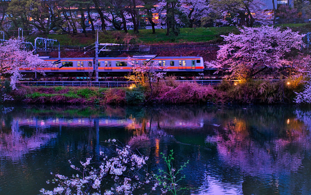 雨の夜桜・JR中央線リフレクション夜景＠飯田橋/桜色カラーシフト