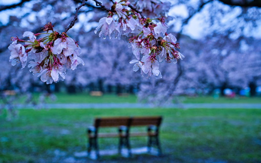 桜流しの雨＠小金井公園/ストロボで花の雫を輝かせる！＋カラーシフト