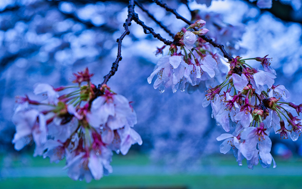 桜流しの雨＠小金井公園/ストロボで花の雫を輝かせる！＋カラーシフト