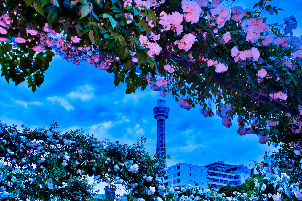 薔薇のアーチと横浜マリンタワー＠山下公園・ストロボカラーシフト