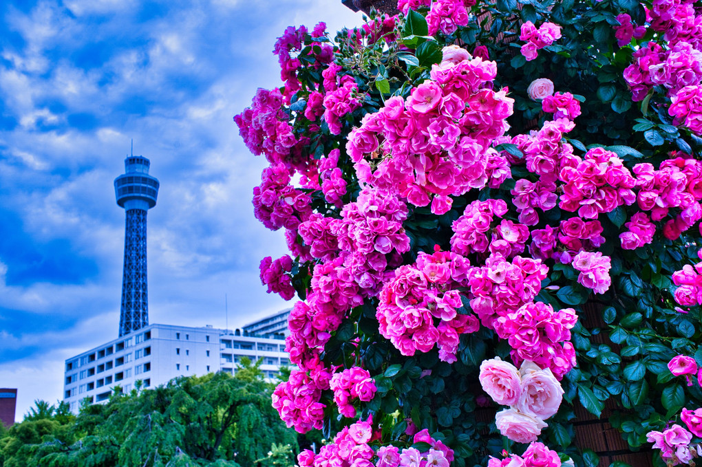 煉瓦柱の薔薇と横浜マリンタワー＠山下公園・ストロボカラーシフト