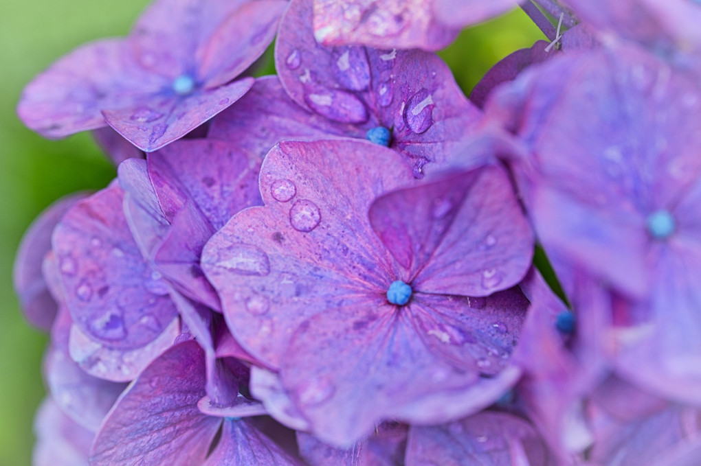 雨粒と紫陽花＠白山神社