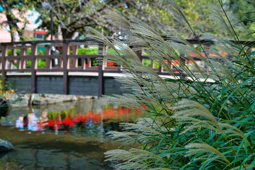 秋色・ススキと水面に写る彼岸花
